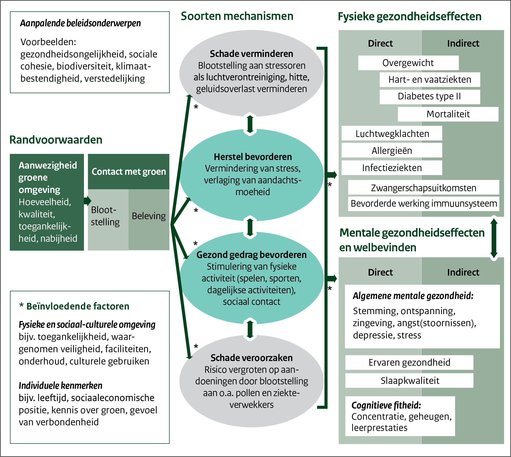 Dit conceptueel model van de effecten van groen op gezondheid laat schematisch zien welke effecten groen kan hebben op gezondheid en welbevinden en welke mechanismen daaraan ten grondslag liggen